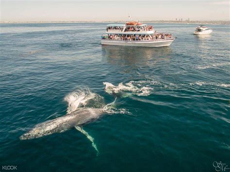 Davey's locker whale watching - Davey's Locker & Newport Landing. Products Newport Beach Whale Watching & Dolphin Cruise. From USD $28.00 ... DEPARTURE TIMES PRICED $64 Weekdays & $79 Weekends ARE THE LUXURY WHALE WATCHING CRUISES (Typically departing at 9:30 am,12:30 pm, 3:00 pm, 5:30 pm.) A LUXURY CATAMARAN YACHT, EXCLUSIVE TO …